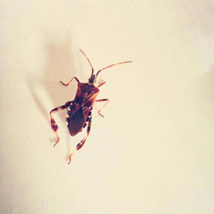 Image of Pine Seed Bug