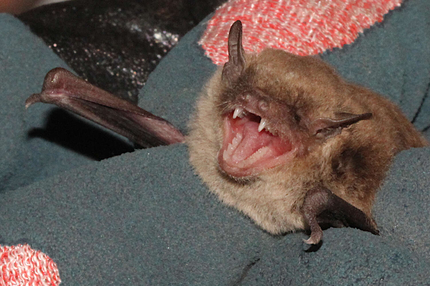 Image of Little Broad-nosed Bat
