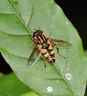 Image of Helophilus fasciatus Walker 1849