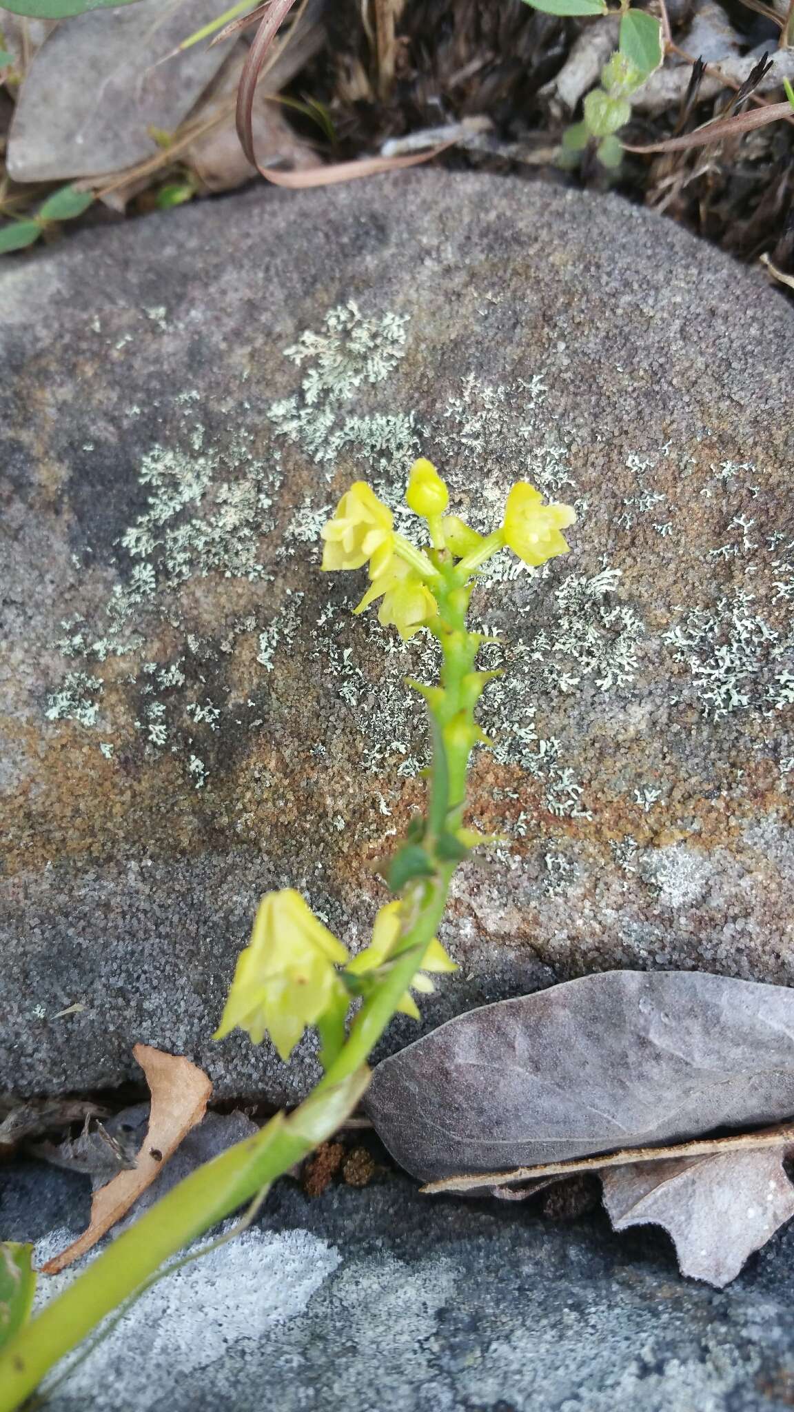 Imagem de Polystachya henrici Schltr.