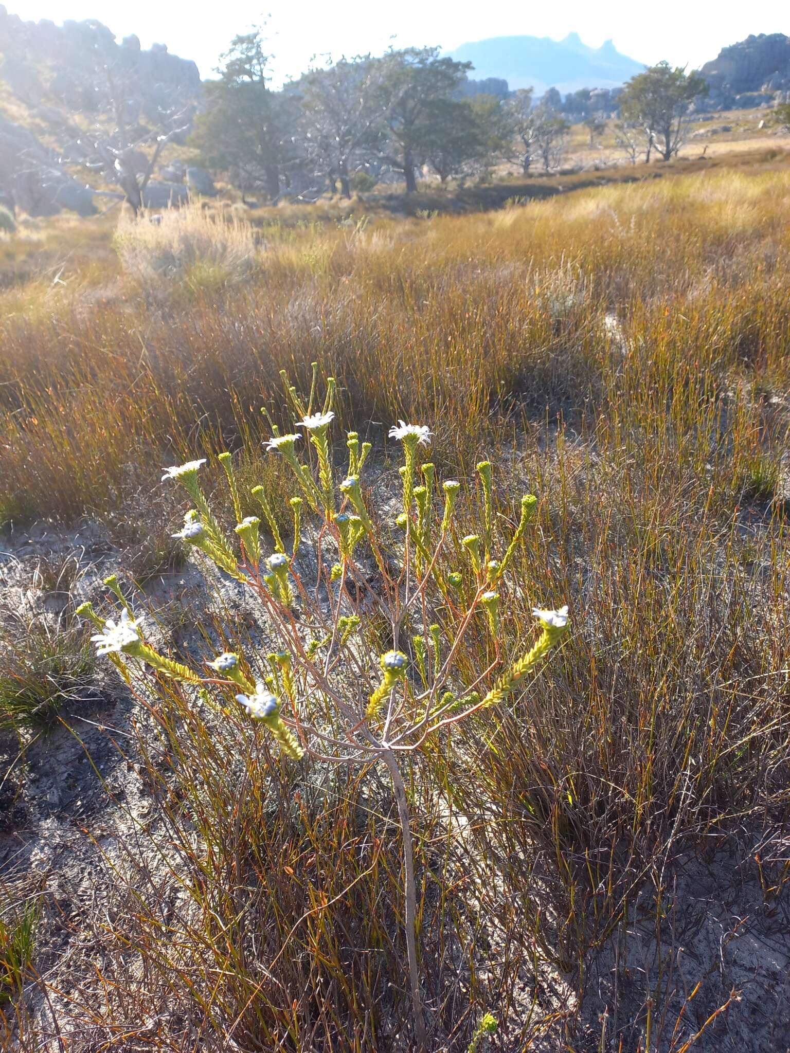 Image of Lachnaea filamentosa (Thunb.) Meissn.