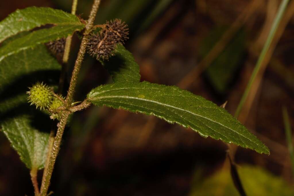 Image of Triumfetta angolensis Sprague & Hutchinson