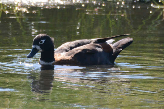 Image of Australian Shelduck