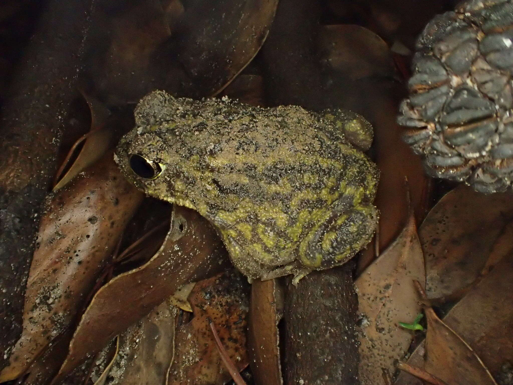 Image of Painted Burrowing Frog