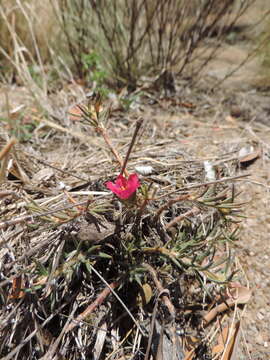 Image of Portulaca kermesina N. E. Brown