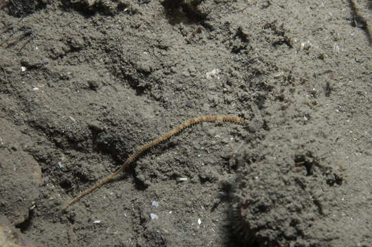 Image of brittlestar