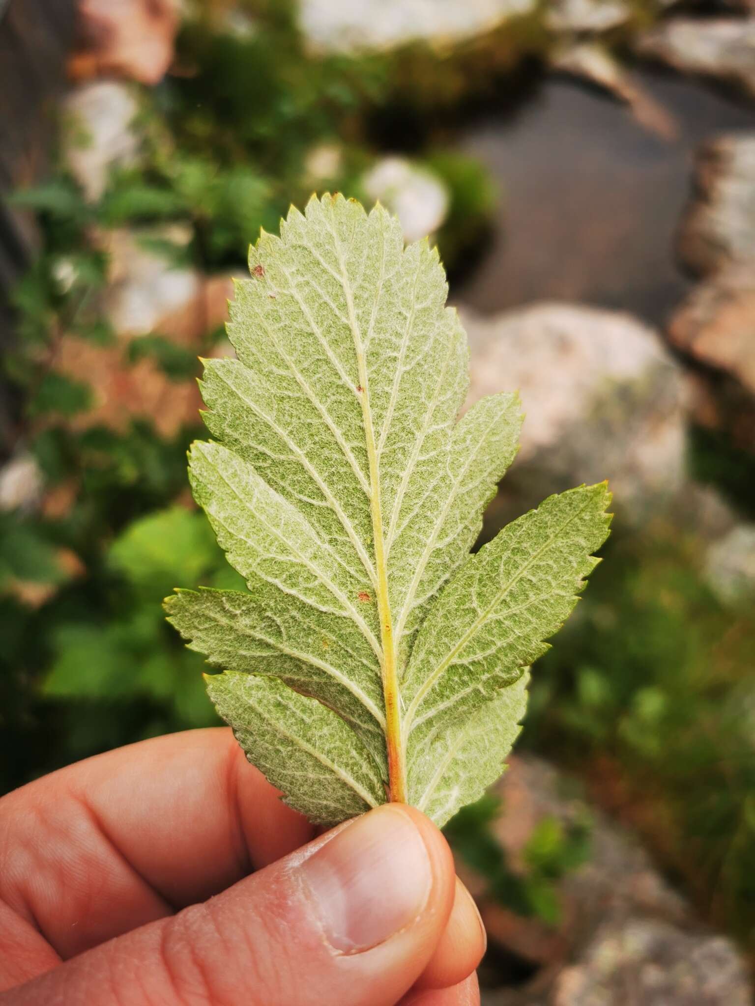 Plancia ëd Hedlundia hybrida (L.) Sennikov & Kurtto