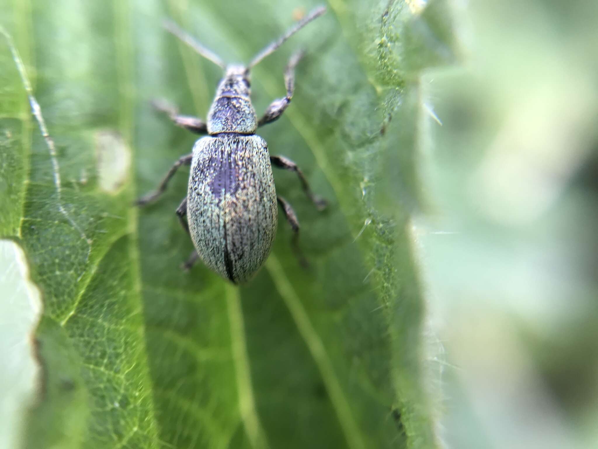 Plancia ëd Phyllobius (Metaphyllobius) pomaceus Gyllenhal 1834