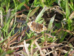 Image de Junonia orithya wallacei Distant 1883