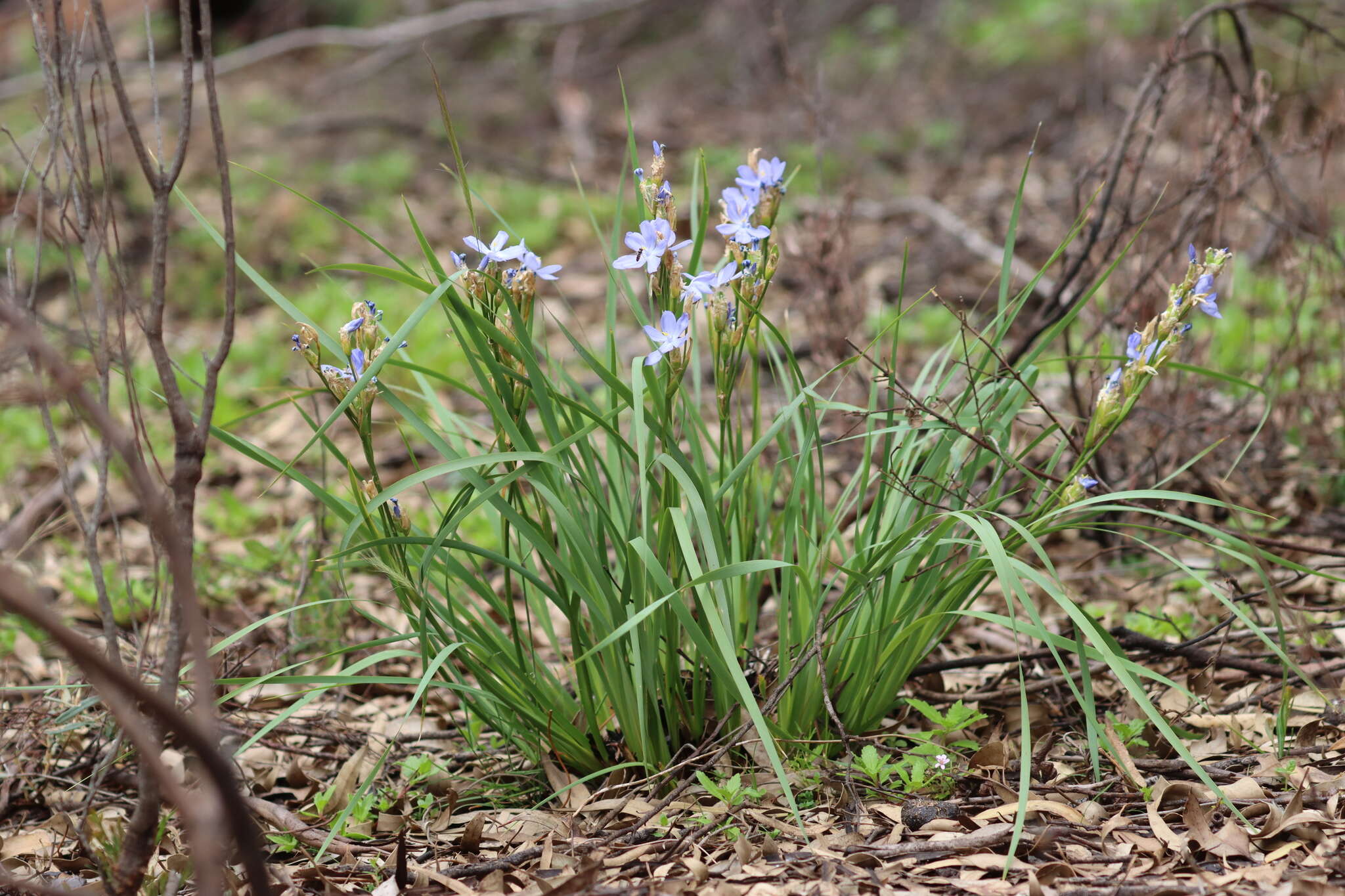 Orthrosanthus multiflorus Sweet的图像