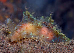 Image of Iridescent nudibranch