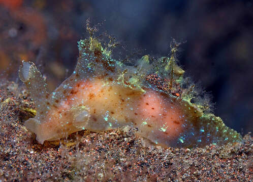 Image of Iridescent nudibranch