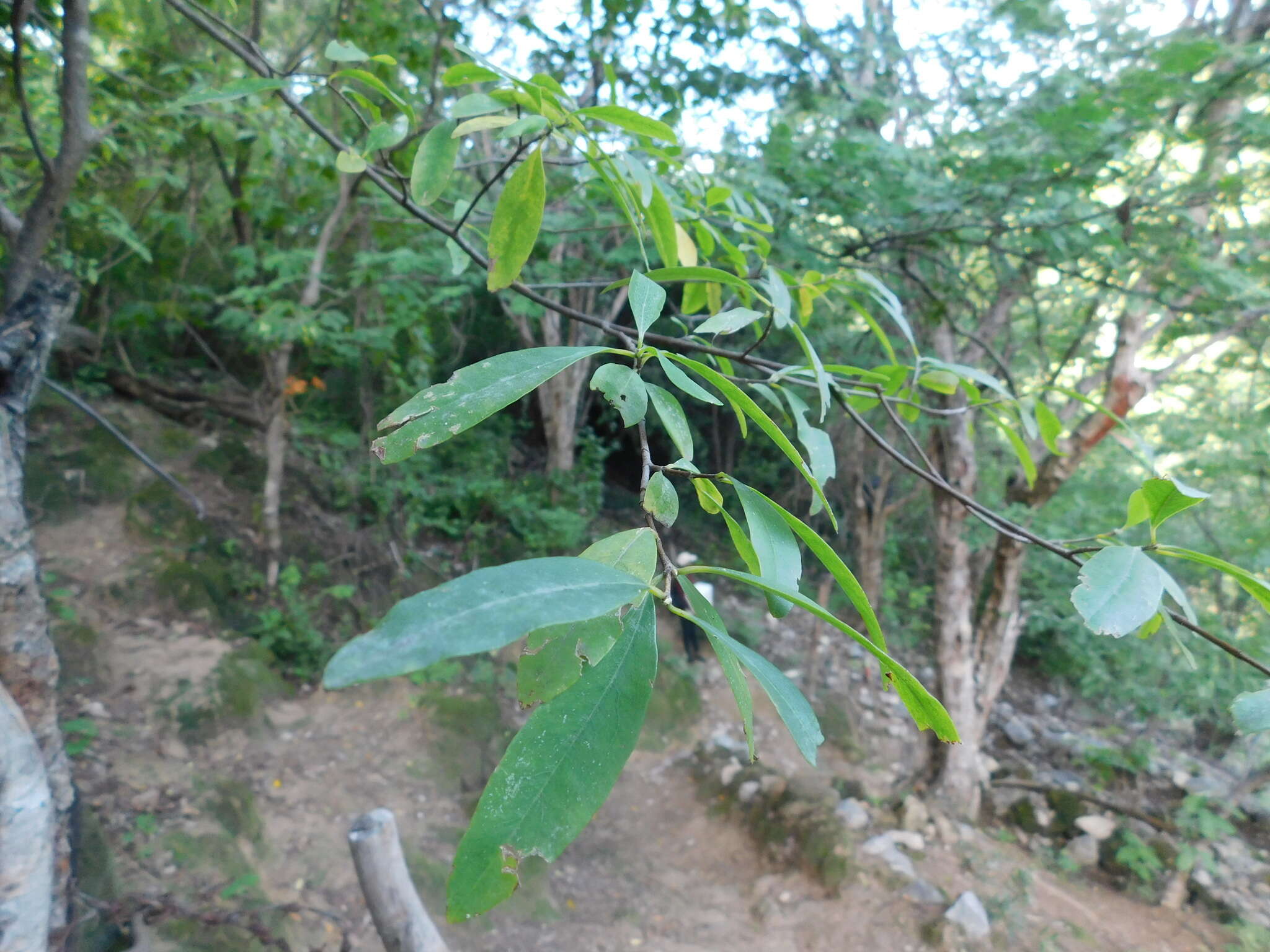 صورة Lasiocarpus salicifolius Liebm.