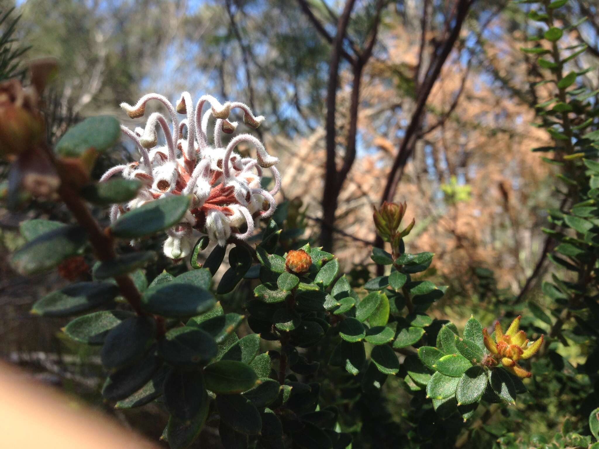 Image of Grevillea buxifolia (Sm.) R. Br.