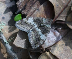 Image of Oak Winter Highflier