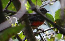 Image of Slate-throated Whitestart