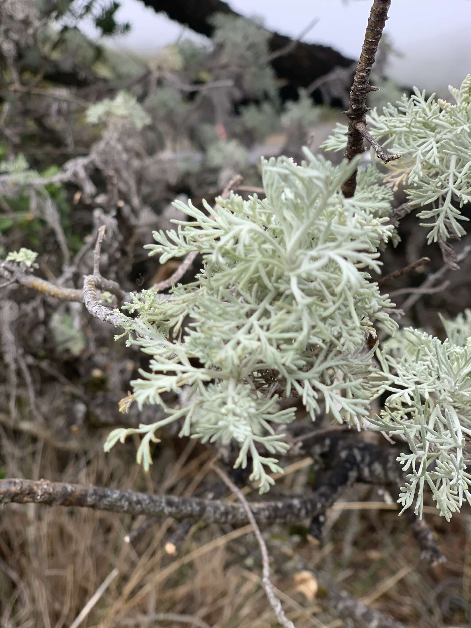 Imagem de Artemisia mauiensis (A. Gray) Skottsberg