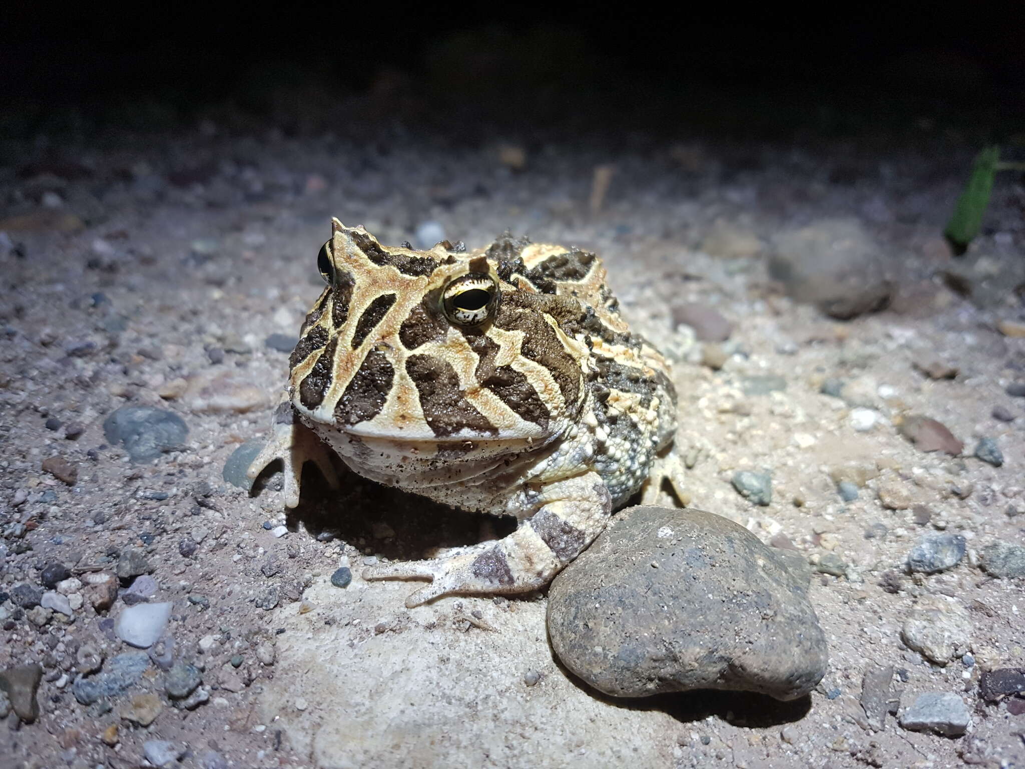 Imagem de Ceratophrys calcarata Boulenger 1890