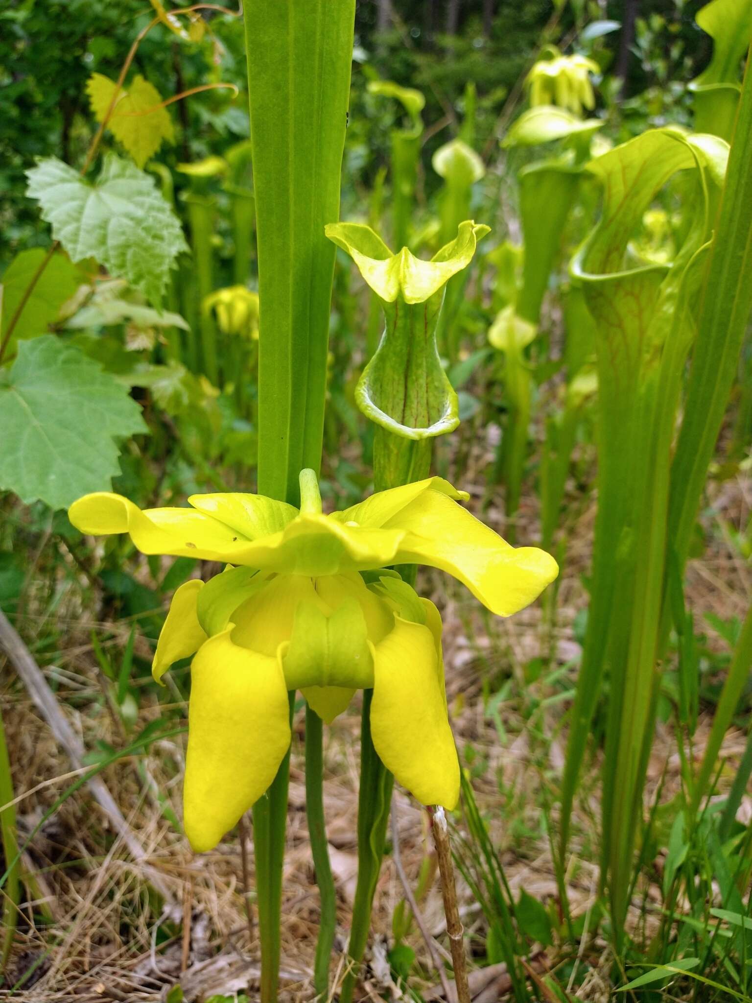 Image of Green Pitcherplant