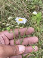 Image of Erigeron delphinifolius Willd.