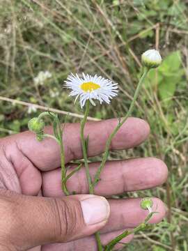 Image of Erigeron delphinifolius Willd.