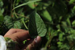 Imagem de Odonellia hirtiflora (M. Mart. & Gal.) K. Robertson