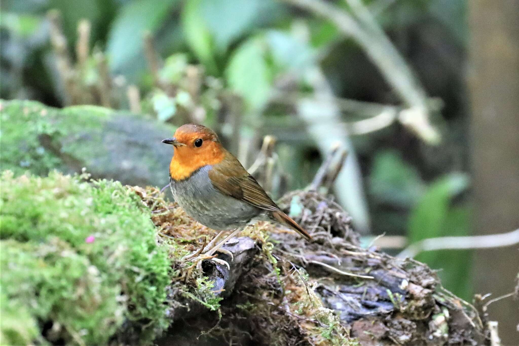 Image of Japanese Robin