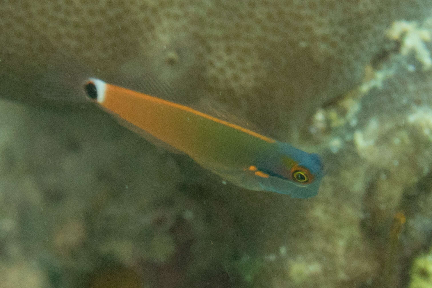 Image of Tail-spot Combtooth-Blenny