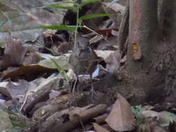 Image of Pale-breasted Thrush