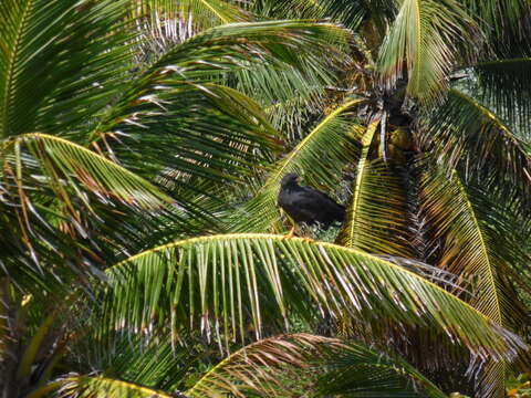 Image of Common Black Hawk