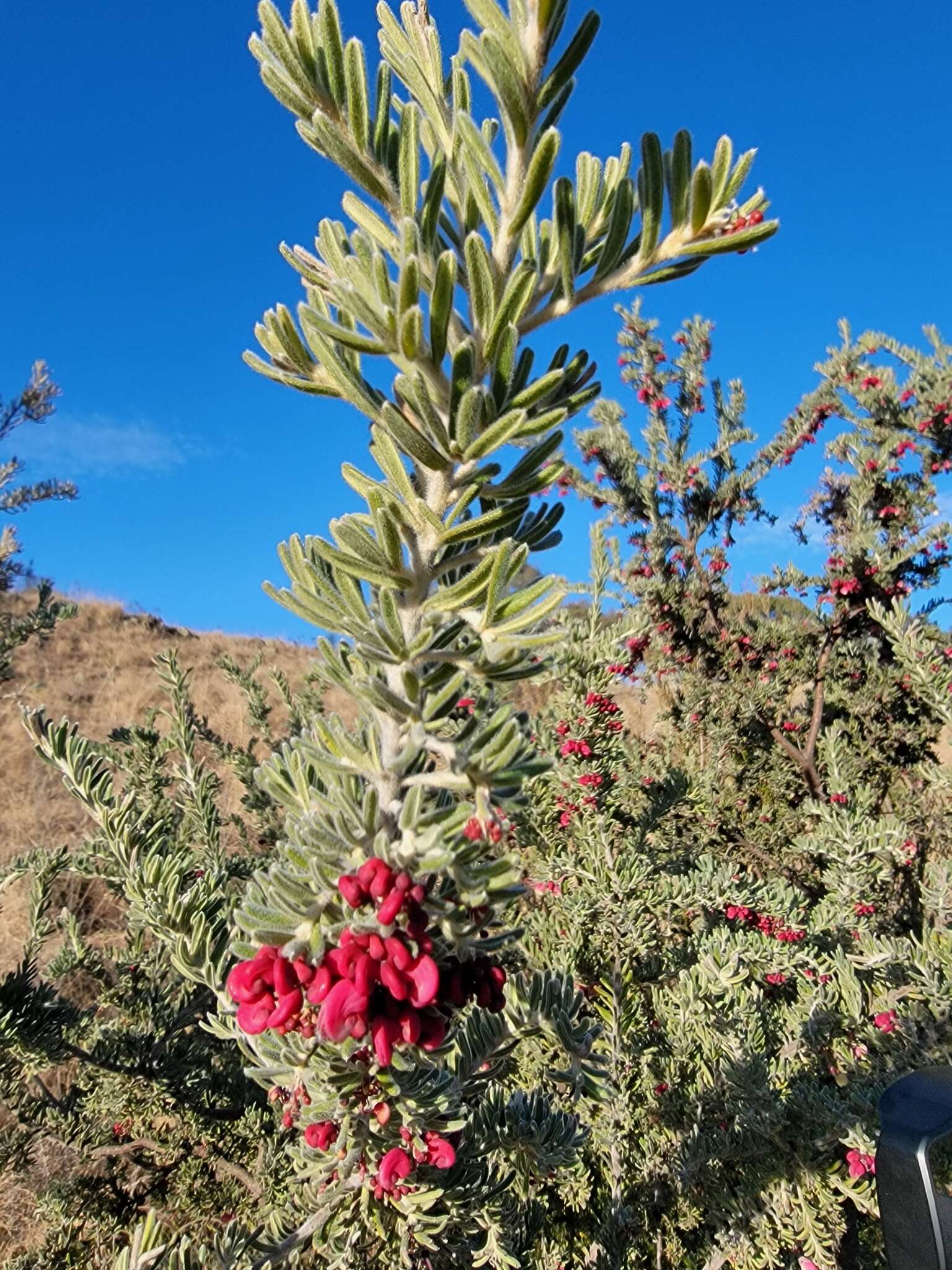 Image of Grevillea lanigera A. Cunn. ex R. Br.