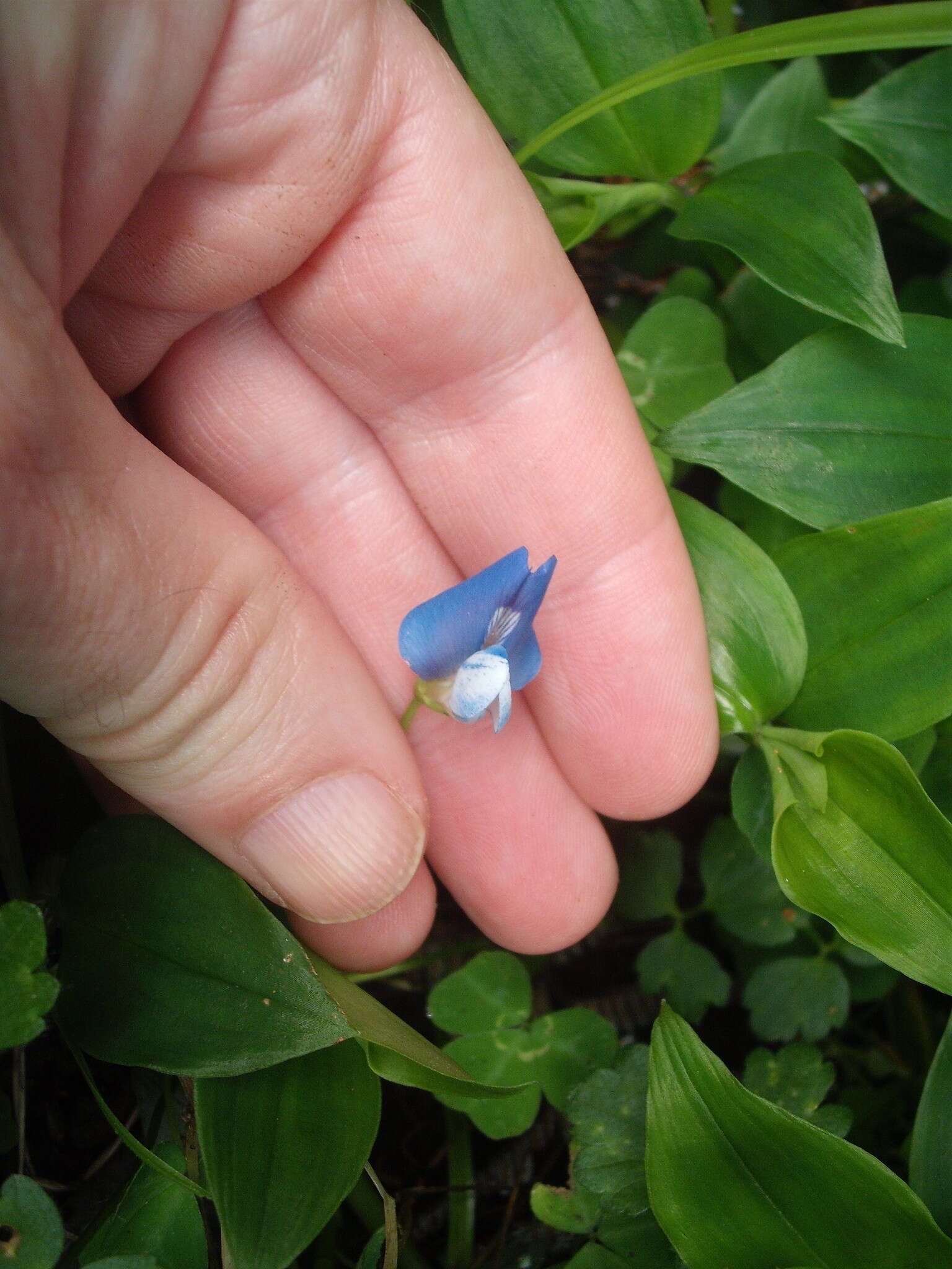 Image of blue-oxalis