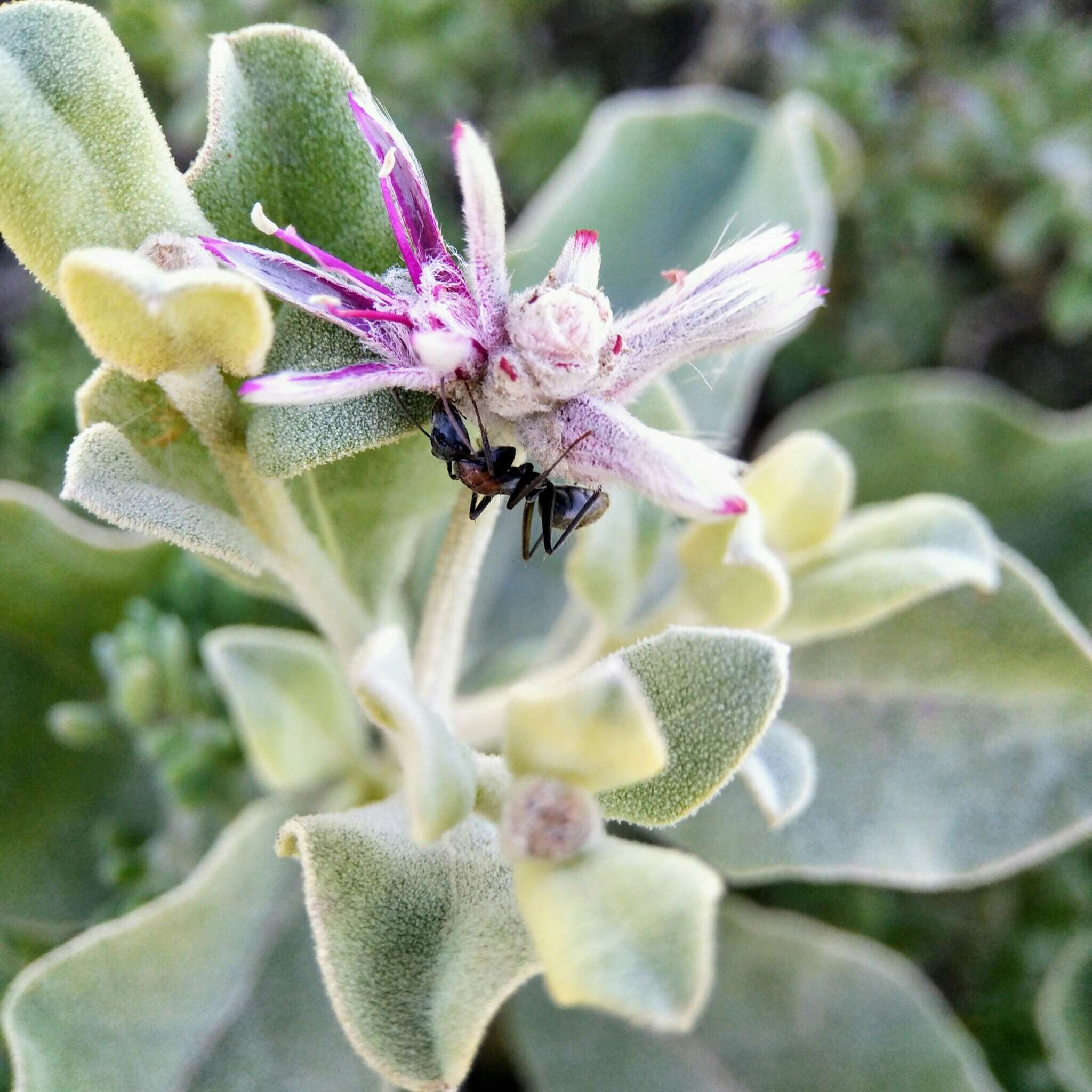 Ptilotus sessilifolius (Lindley) G. Benl的圖片