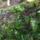 Image de Asplenium fragrans Sw.