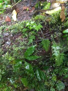 Image of Asplenium fragrans Sw.