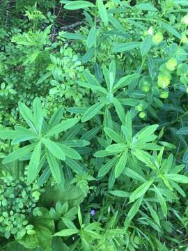 Image of Darlington's Glade Spurge