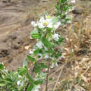 Imagem de Philadelphus serpyllifolius A. Gray