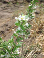 Image of thymeleaf mock orange