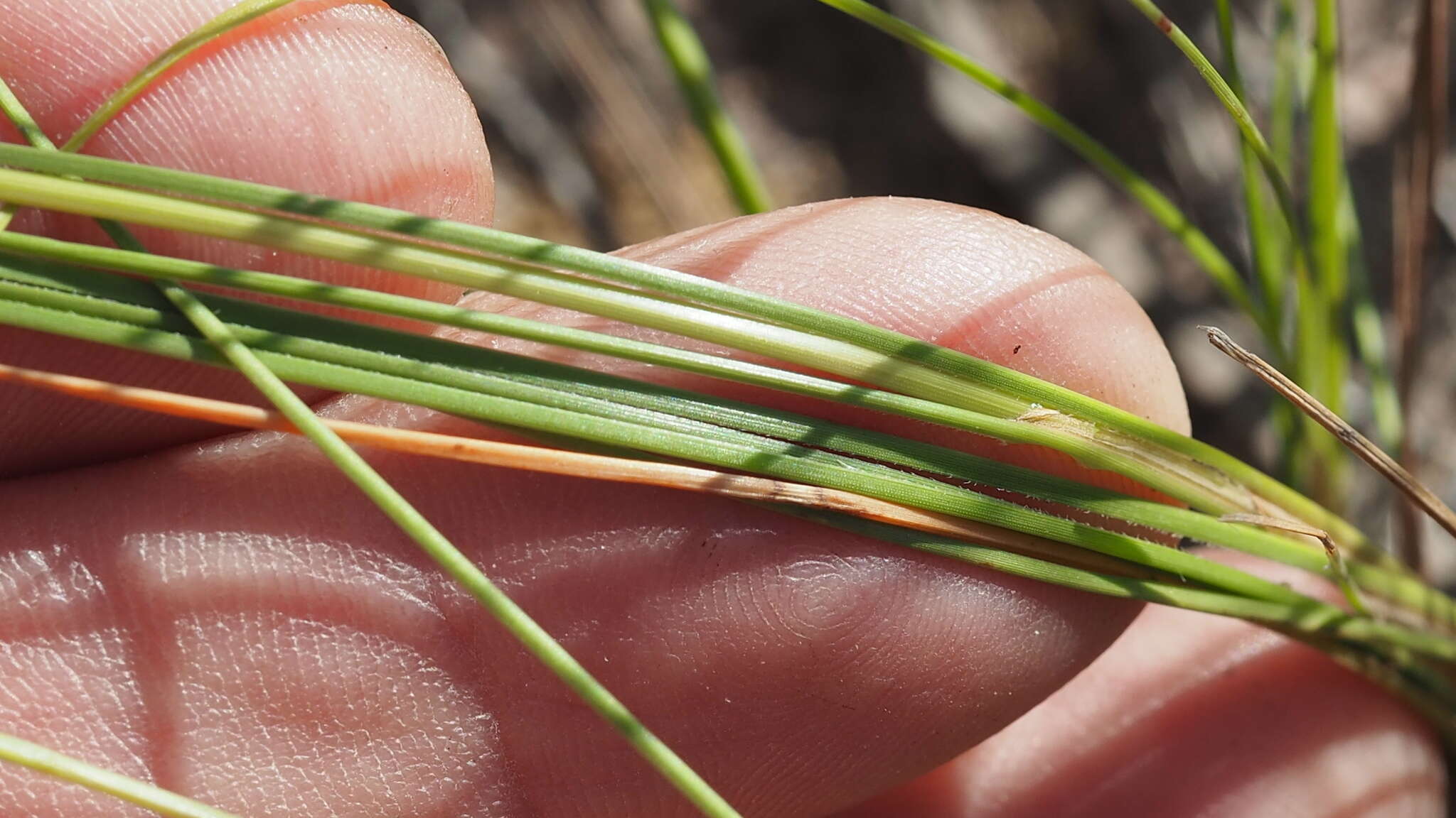 Image of Fimbristylis cinnamometorum (Vahl) Kunth