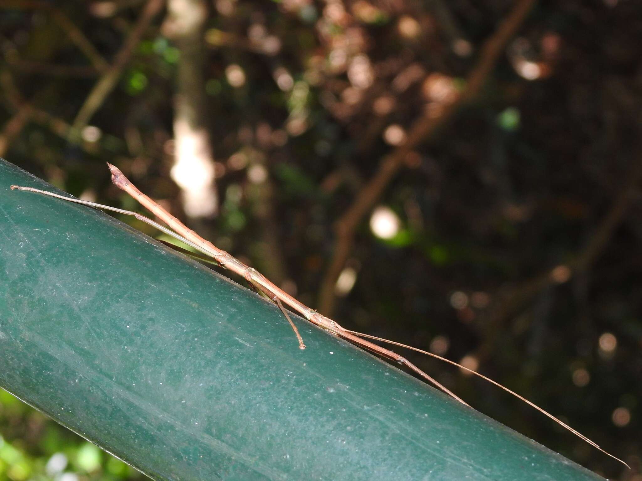 Image of Lopaphus balteatus (Chen, S. C. & Y. H. He 2002)