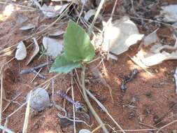 Image de Ceropegia nilotica Kotschy