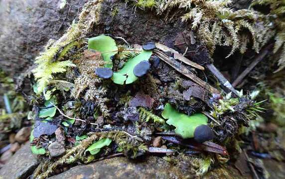 Image of Fan lichen;   Felt lichen