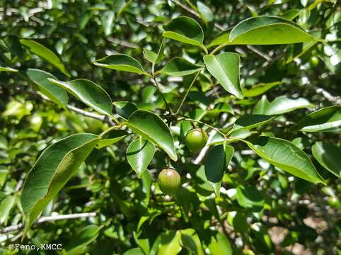 Imagem de Commiphora marchandii Engl.