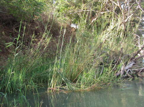 Imagem de Phragmites mauritianus Kunth