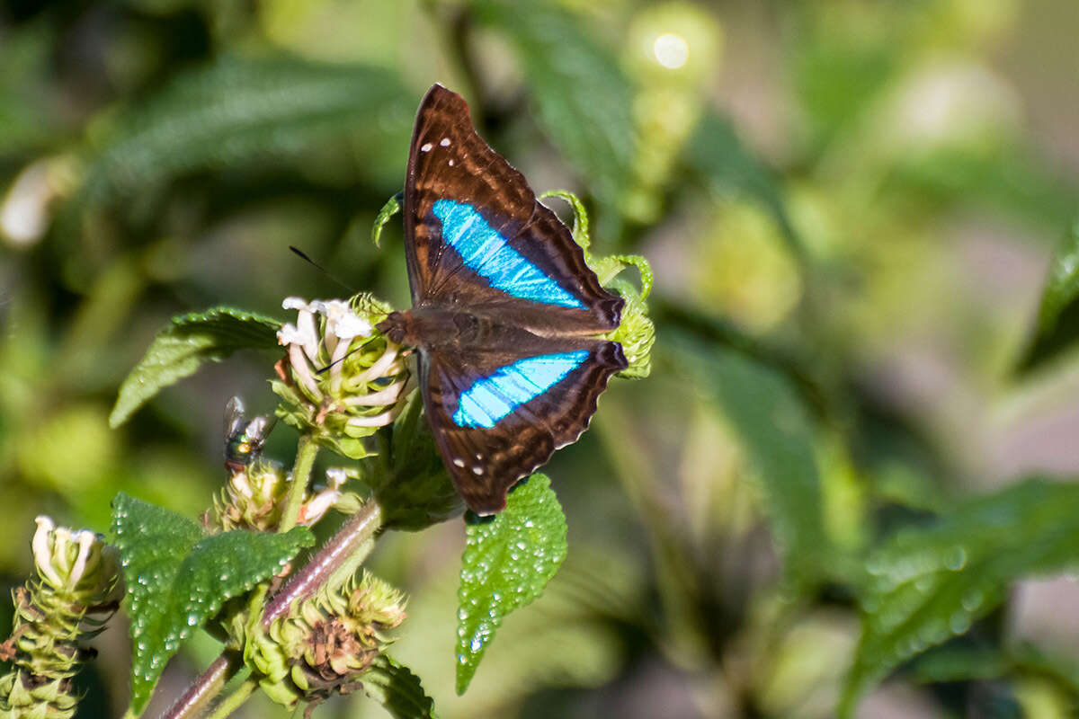 Imagem de Doxocopa laurentia Godart 1823