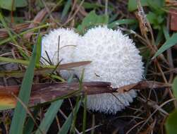 Imagem de Lycoperdon perlatum Pers. 1796