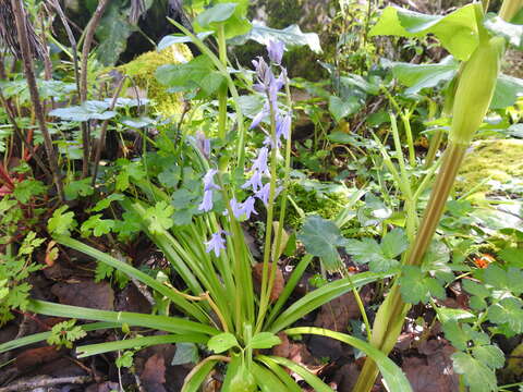 Image of Hispanic hyacinthoides