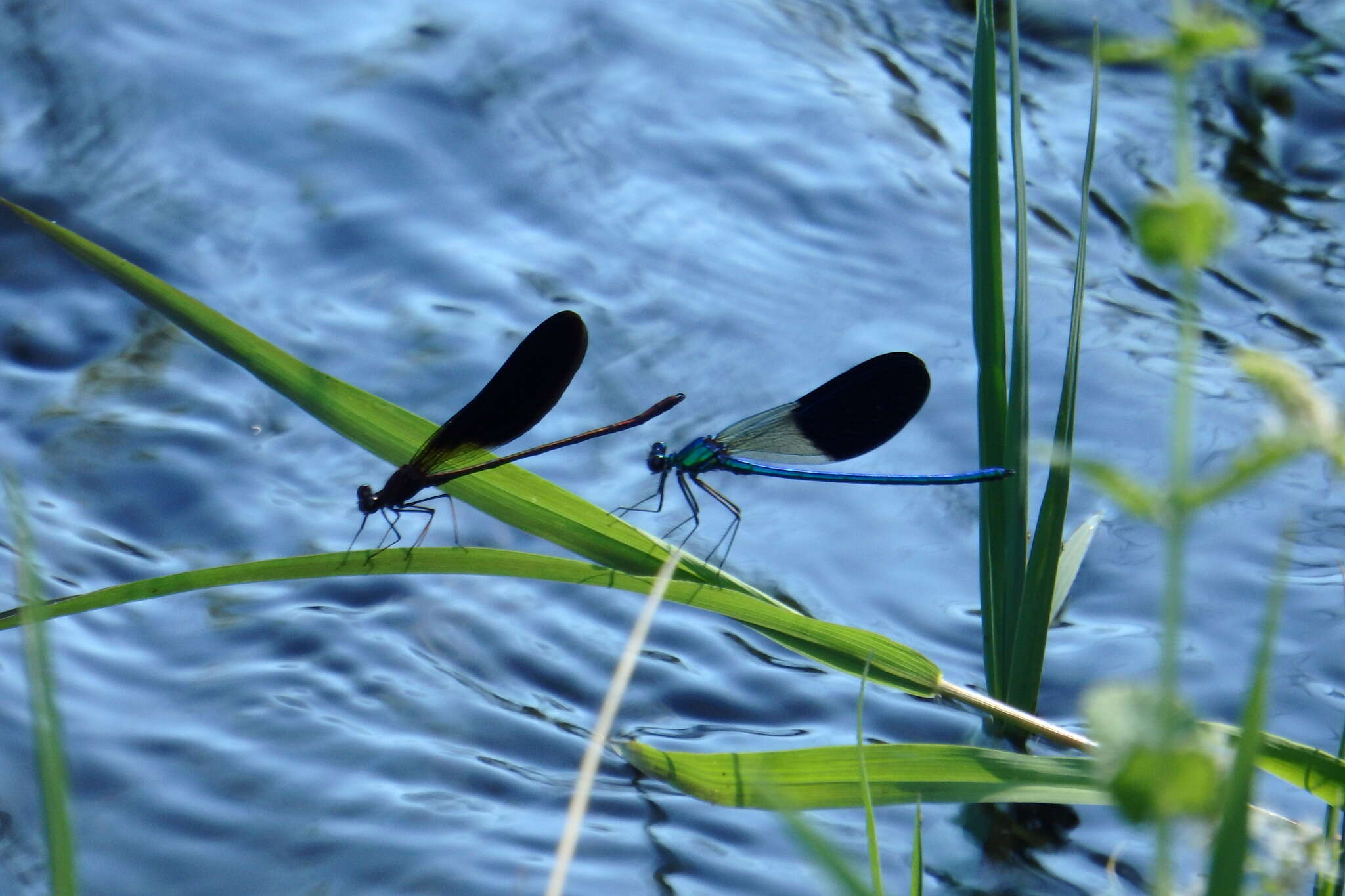 Image of Western Demoiselle