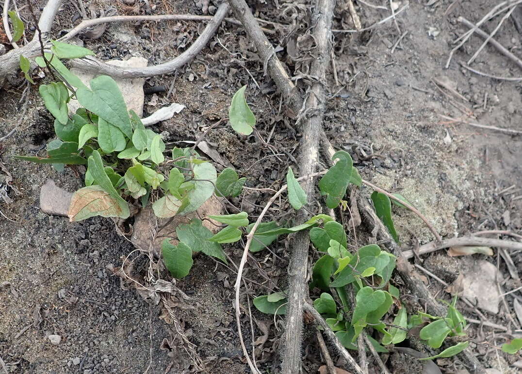 Dioscorea burchellii Baker的圖片