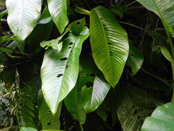 Image of Rhaphidophora montana (Blume) Schott
